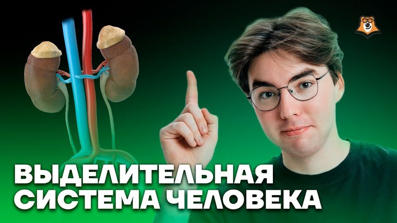 Выделительная система человека | Биология ОГЭ | Умскул