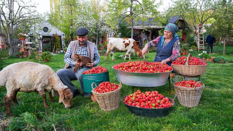 🍓 نان توت فرنگی تازه | سرشار از طعم توت تازه