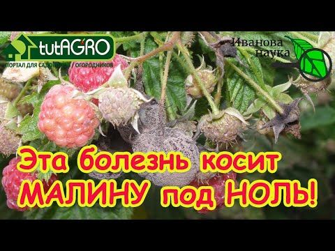 ☣МОНИЛИОЗ МАЛИНЫ: вот чем бороться с самыми опасными болезнями на малине, ежевике и клубнике.