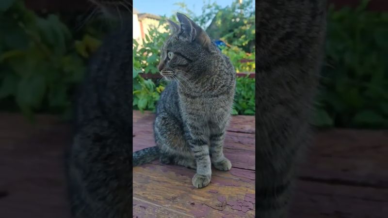 С деньгами расставайтесь легко 💸🙀🤗🤣#cat #кот #юмор #котушка #приколы #цитаты #смех