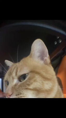 😂#funny #catsoftiktok #cutecat #kitty #cats #cute #catlover #petsoftiktok #meow #kucing #funnyvideos #funnyvideos 