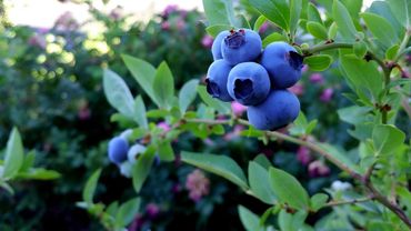 Plodovi zemlje, 6. srpnja 2025.