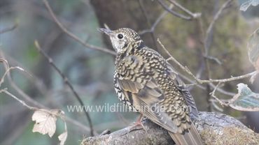 Scaly Thrush at wildfilmsindia Jabbarkhet : Help us identify this Himalayan Thrush species