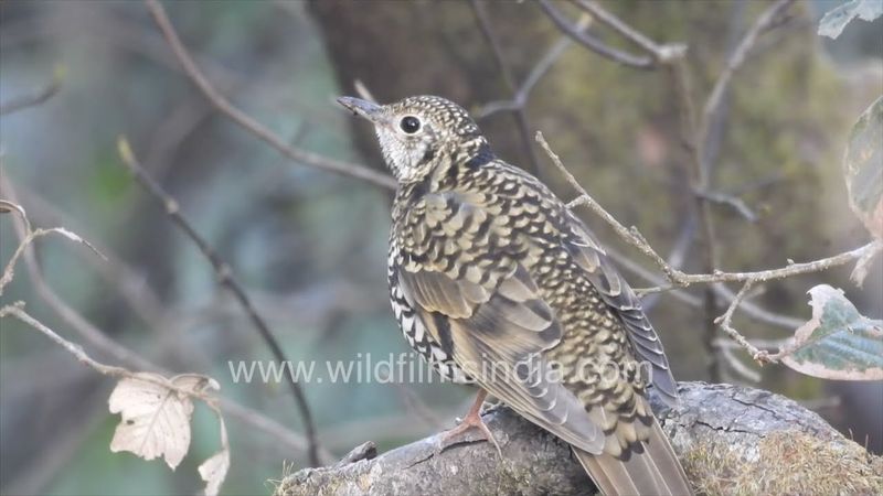 Scaly Thrush at wildfilmsindia Jabbarkhet : Help us identify this Himalayan Thrush species