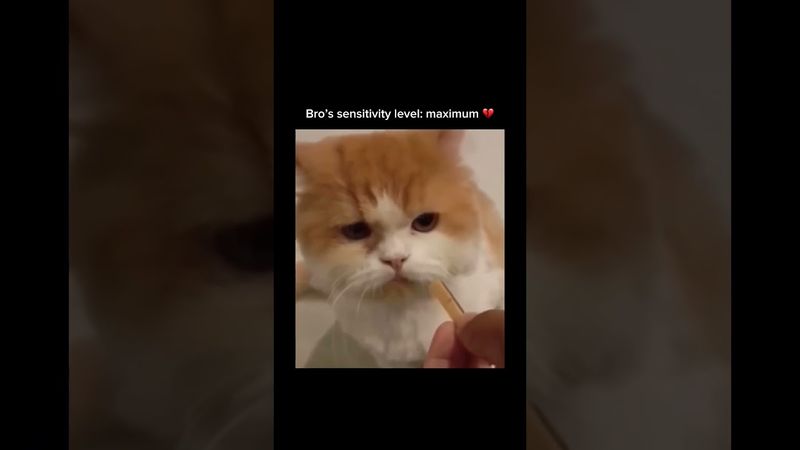 Follow for music, memes & unexpected fun! 🎹#dramaqueen#drama#catsmemes