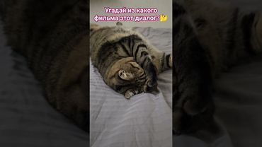 Что вы говорите 🙀😉🤗🤣 #cat #кино #цитаты #котушка #юмор #прикольныекоты