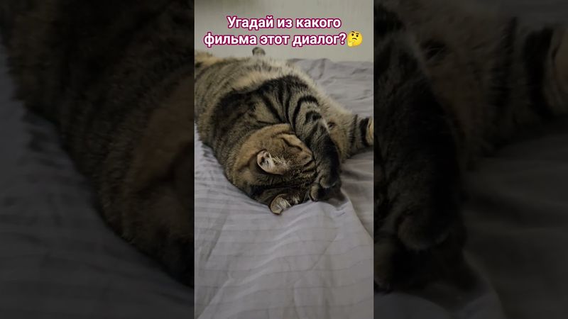 Что вы говорите 🙀😉🤗🤣 #cat #кино #цитаты #котушка #юмор #прикольныекоты