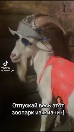 TikTok video #7597533146837552406