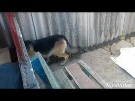 СКОЛЬКО ДЛИТСЯ БЕРЕМЕННОСТЬ У СОБАКИ