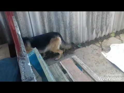 СКОЛЬКО ДЛИТСЯ БЕРЕМЕННОСТЬ У СОБАКИ