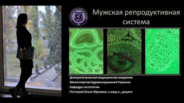 25. Мужская половая система