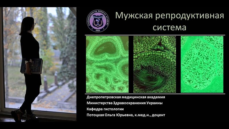 25. Мужская половая система