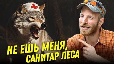 Мифы о волках: санитары леса и закон стаи | Алексей Верещагин | Ученые против мифов 23-5