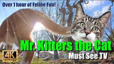 Mr. Kitters the Cat 📣🐈 Must see TV 📺🍿 Feline Free for All!