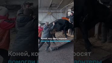 Десятки лошадей, коров и собак: как фермер из Сумской области эвакуировал своих животных