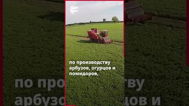 Зеленая сила Ирана: от родных полей до мировых рынков