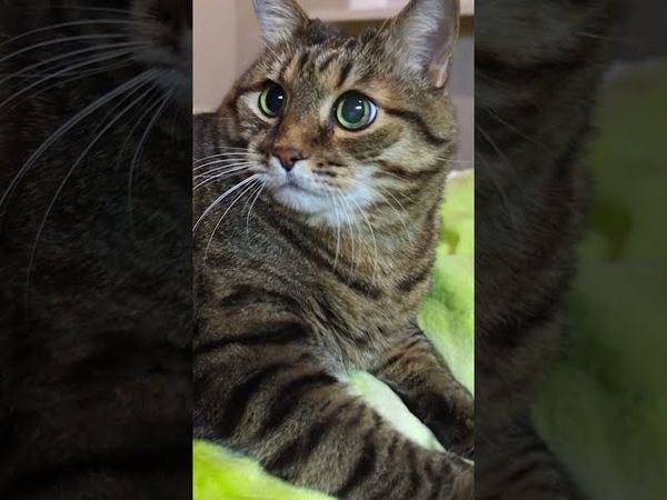 А раньше ☝️🙀😉🤣 #cat #кот #юмор #котушка #приколы #цитаты