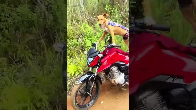 🤣 funny dog #dog #rider