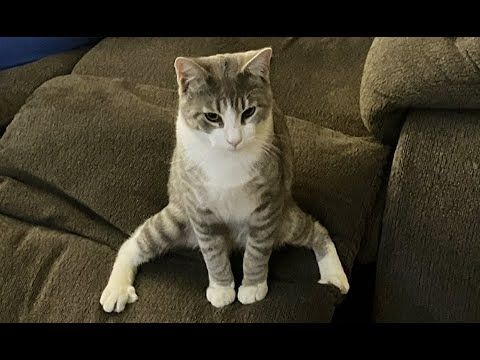 FUNNY PETS! 🤪 😂 | Cute Cat and Dog Videos