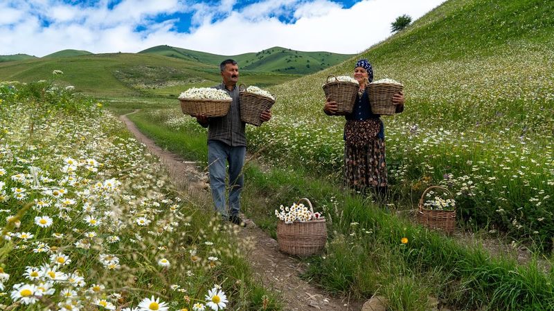 🌼 Mountain Harvest: Collecting Chamomile and Making Delicious Jam 🍯