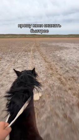 #horse #лошадинаясила #meme 
