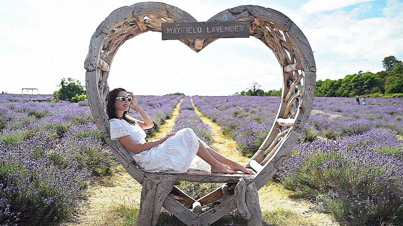 Лавандовые поля Лондона привлекают туристов