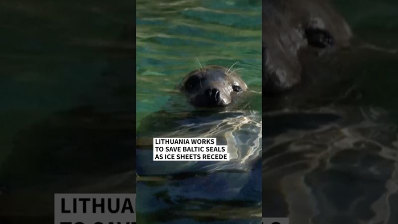 Lithuania works to save Baltic seals as ice sheets recede | AFP #shorts