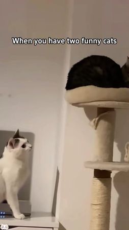 Two funny cats