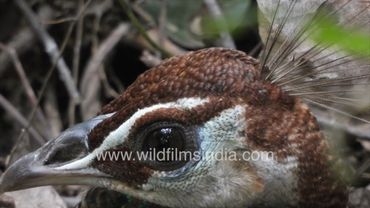 Peahen diligently sits on her egg clutch at the Wilderness Orchard in Delhi, without taking a break