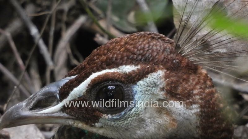 Peahen diligently sits on her egg clutch at the Wilderness Orchard in Delhi, without taking a break