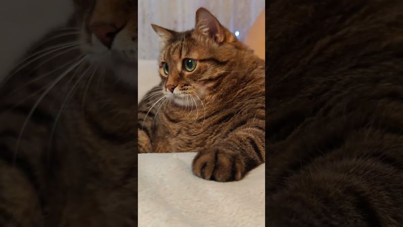 Под дичь 🥃🙀😳🤣 #cat #кот #юмор #котушка #приколы #цитаты