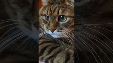 Сквозь стены 🙀🤔😉🤣 #cat #кот #юмор #котушка #приколы #цитаты #шутки