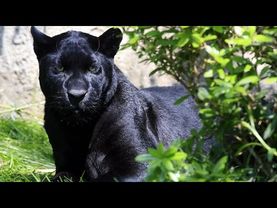 Bulgaria searches for elusive and dangerous black panther near Shumen