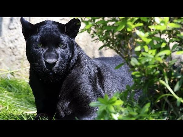 Bulgaria searches for elusive and dangerous black panther near Shumen