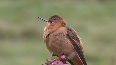 Миграция птиц привлекает в Колумбию орнитологов-любителей