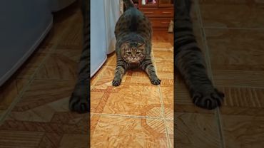 Аж светится ❄️🧊😻🤣 #cat #кот #юмор #котушка #приколы #смех