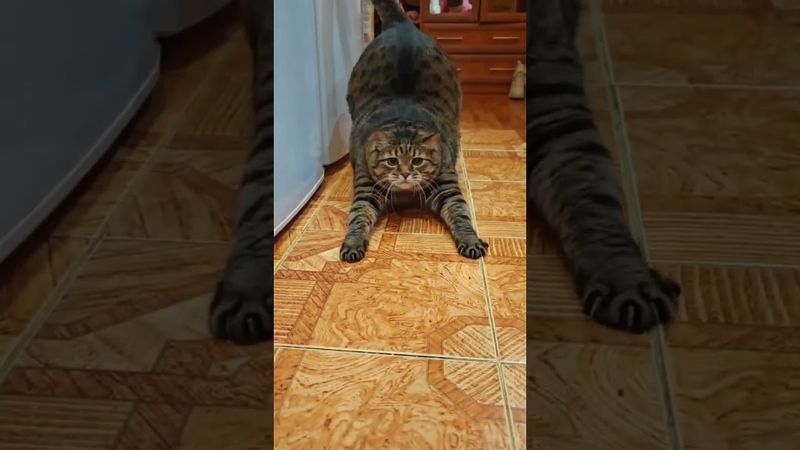 Аж светится ❄️🧊😻🤣 #cat #кот #юмор #котушка #приколы #смех