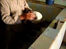 Chicken Death in Southern Jordan