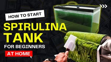 How to Start Growing Spirulina at Home | Beginner's Guide to Grow Blue-Green Algae | Start Your Tank