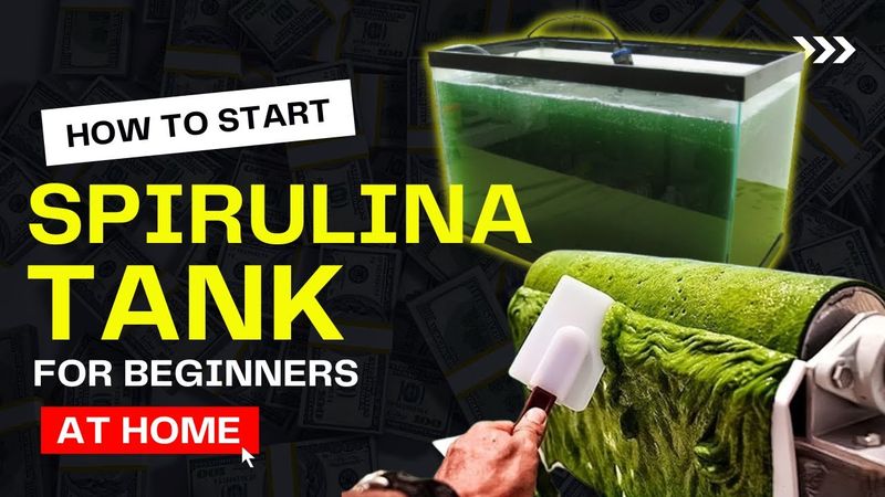 How to Start Growing Spirulina at Home | Beginner's Guide to Grow Blue-Green Algae | Start Your Tank