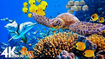 3 HOURS of 4K Underwater Wonders 🌊 Relaxing Ocean Music with Coral Reefs & Colorful Sea Life in UHD