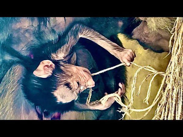 Пока Люся делает массаж Лиде,маленькая Анфиса ПЛЕТЕТ  ВЕРЕВКИ! С каждым днем она становится крепче)