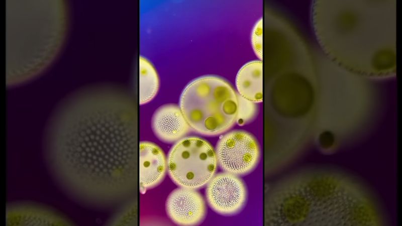 Вольвокс — живые галактики внутри капли воды