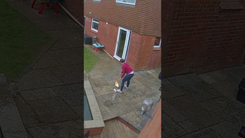 My wife went into the garden at the perfect time 🤣😲 (🎥: Collab)