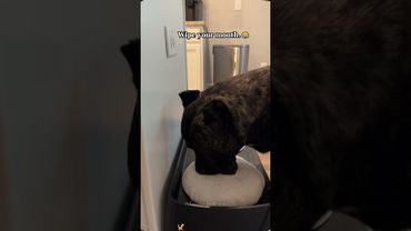 A Very Polite Dog, 10/10 Manners 🐾✨🐶#funnyvideos #foryou #fyp #dogsoftiktok #funnypets