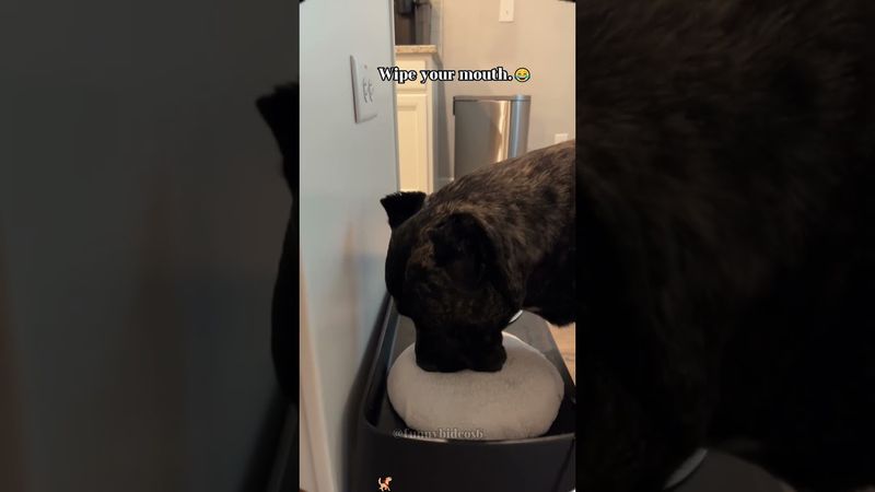 A Very Polite Dog, 10/10 Manners 🐾✨🐶#funnyvideos #foryou #fyp #dogsoftiktok #funnypets