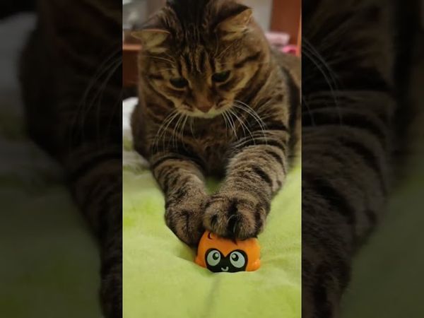 Перезагрузка 🙀😉🤔🤣 #cat #кот #юмор #котушка #приколы #цитаты #смех