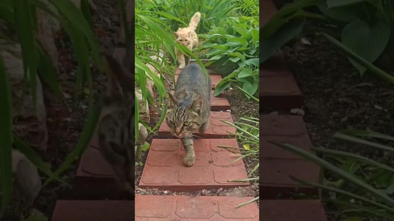 Я иду такая вся 🙀😻🤩🤣 #cat #кот #юмор #котушка #приколы #музыка