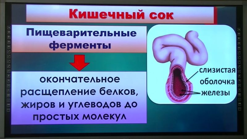 9 класс. Биология. Пищеварение в желудке и кишечнике. Регуляция пищеварения