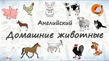 Домашние животные на английском. ВИДЕОТРЕНАЖЕР